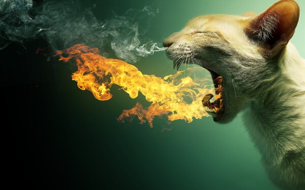 4450-cat-in-fire.jpg